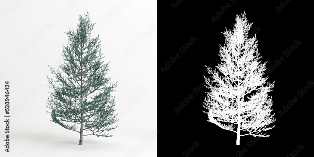 3d illustration of Cedrus atlantica glauca fastigiata tree isolated on white and its mask