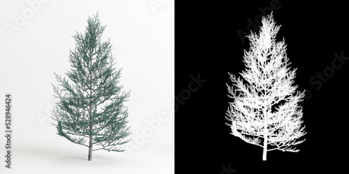3d illustration of Cedrus atlantica glauca fastigiata tree isolated on white and its mask photo