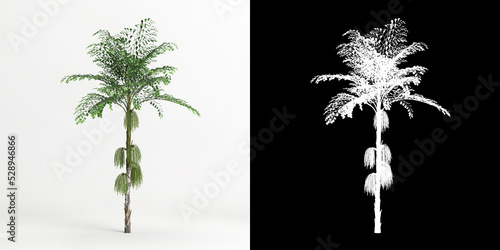 3d illustration of Caryota mitis tree isolated on white and its mask photo