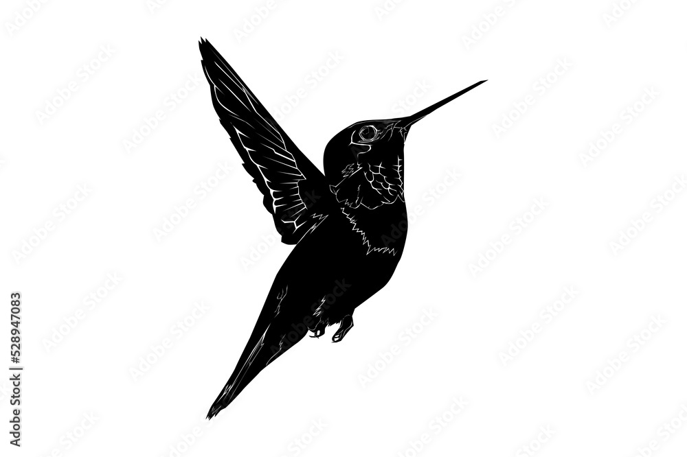 Obraz premium Hummingbird silhouette