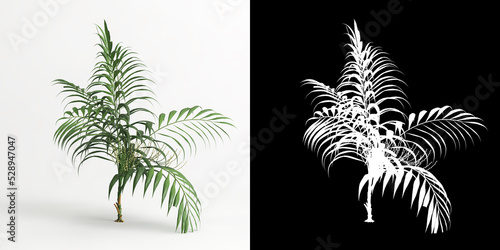 3d illustration of Chamaedorea elegans tree isolated on white and its mask