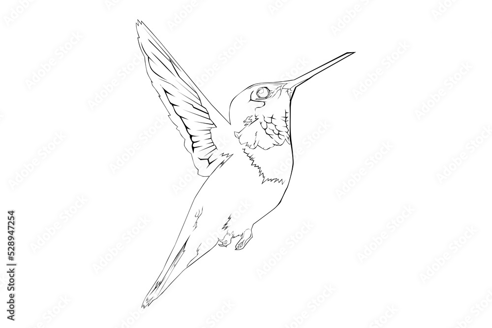 Obraz premium Hummingbird lineart