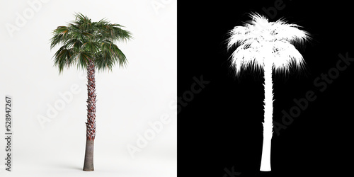 3d illustration of Washingtonia robusta tree isolated on white and its mask photo