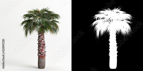 3d illustration of Washingtonia robusta tree isolated on white and its mask photo