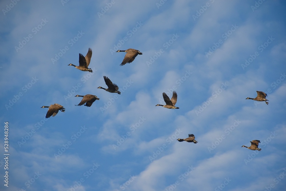 A flock of Canada geese on the retreat 