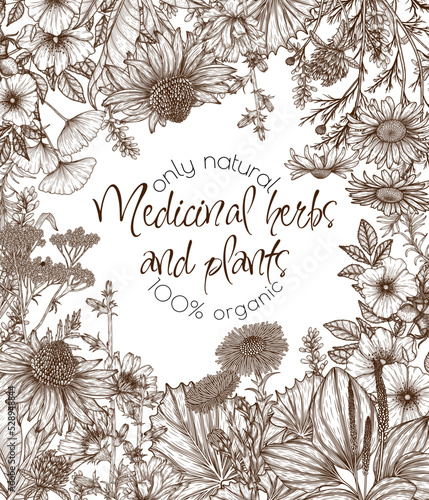 Vector illustration of medicinal herbs in engraving style. Linear chamomile, chicory, clover, lavender, plantain, valerian, echinacea, rosehip, coltsfoot, ginkgo, nettle