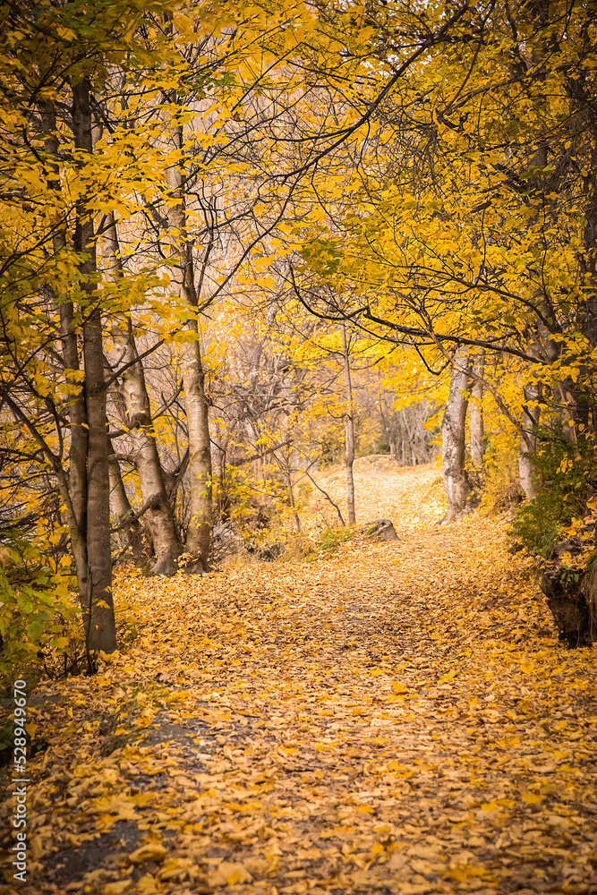 golden autumn landscape, yellow leaves in a forest or park, beautiful fall background, outdoor shot. High quality photo