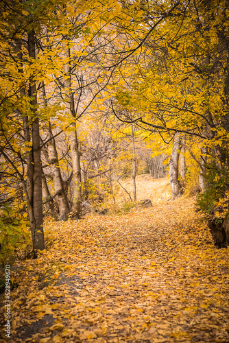 golden autumn landscape, yellow leaves in a forest or park, beautiful fall background, outdoor shot. High quality photo