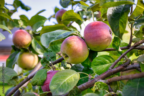 Beautiful apples ripening on a tree branch in an apple orchard