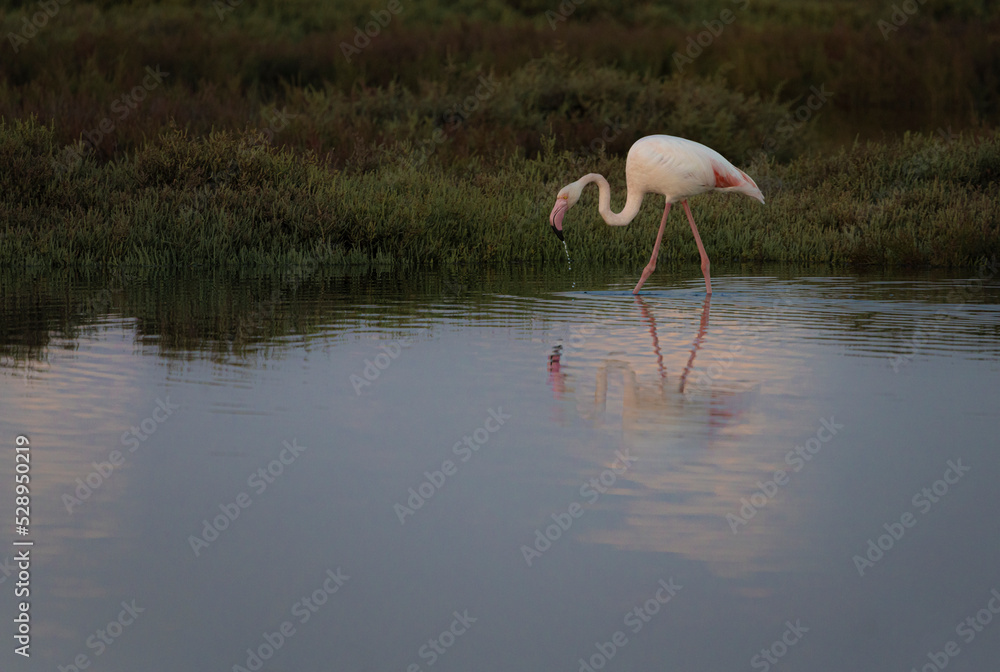 Fototapeta premium flamingo in the water