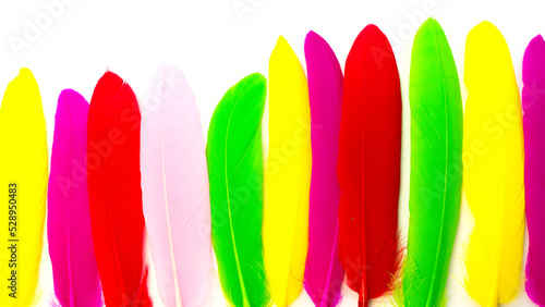 Bright multicolored feathers on a white background