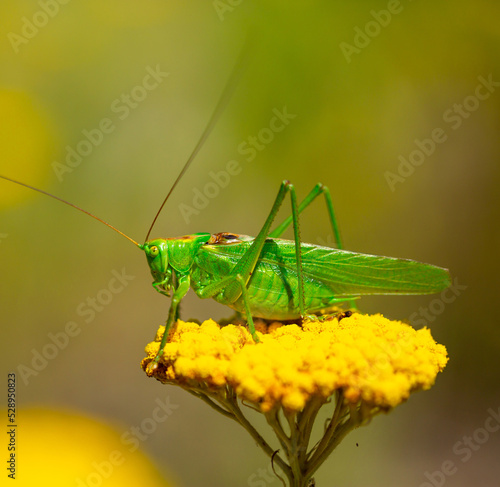 Green grasshopper on a yarrow flower. Large marsh grasshopper, Stethophyma grossum, a critically endangered insect typical of wet grasslands and swamps.