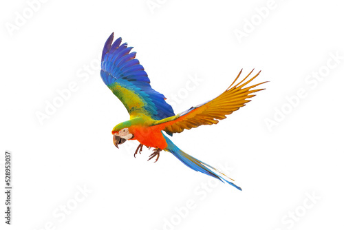 Catalina parrot flying isolated on white background.