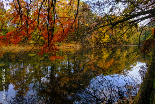 colorful red  yellow  and orange autumn trees reflected in the surface water of the lake in Boschi di Carrega  Emilia-Romagna  Italy