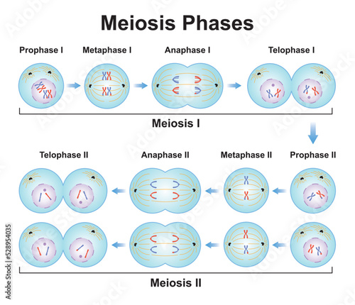 1, 2, anaphase, anatomy, biology, cell, cellular, chromatid, chromatin, chromosome, cycle, cytoplasm, daughter, daughter cells, design, diagram, diploid, divide, division, dna, duplication, eukaryote, photo