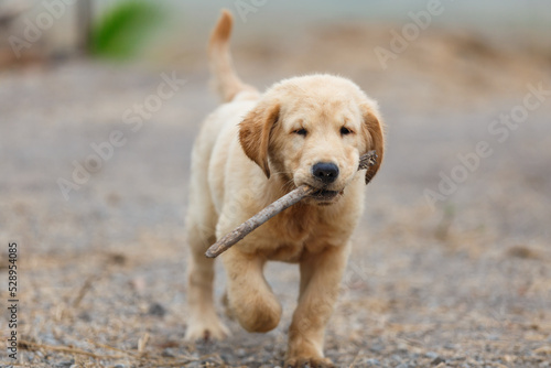 A little puppy golden retriever's catching a rod by mouth
