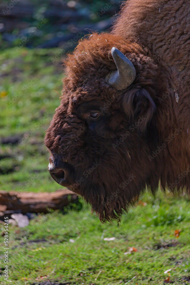 European bison or the European wood bison, also known as the wisent, the zubr, or sometimes colloquially as the European buffalo, is a European species of bison. European bison or the European wood bison, also known as the wisent, the zubr, or sometimes colloquially as the European buffalo, is a European species of bison.