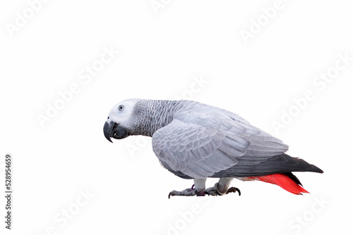 African gray standing isolated on white background.
