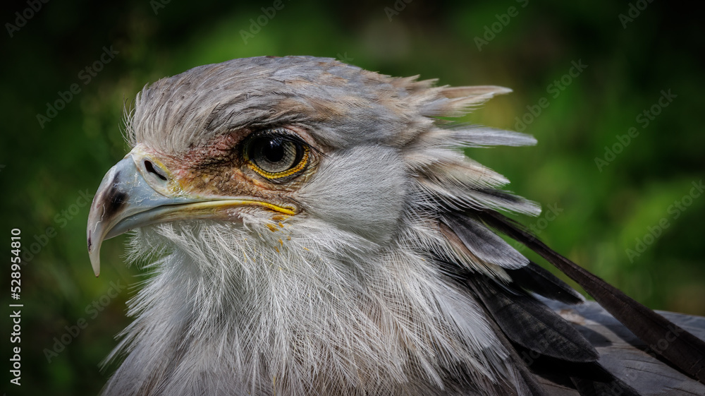 Obraz premium Greifvogel