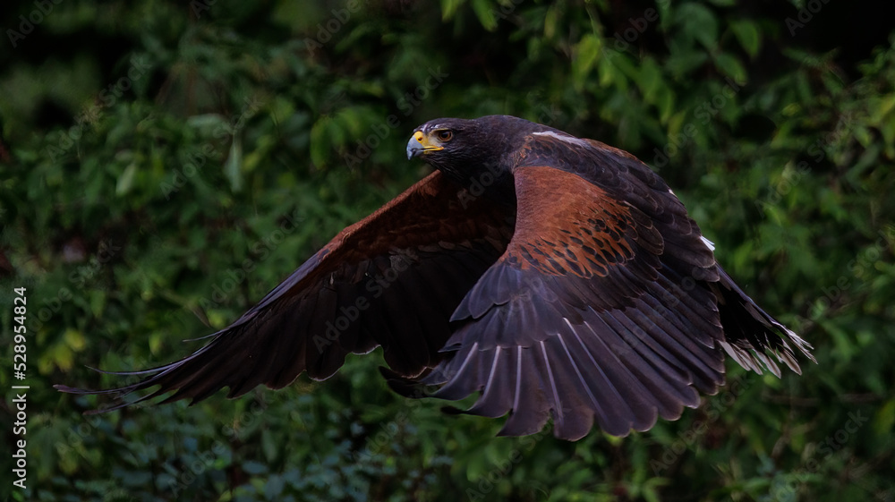 Obraz premium Wüstenbussard