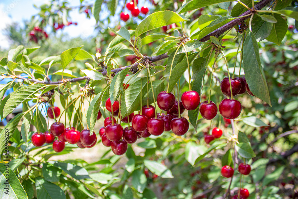 Sour cherry hanging on tree branch Sour cherry hanging on tree branch