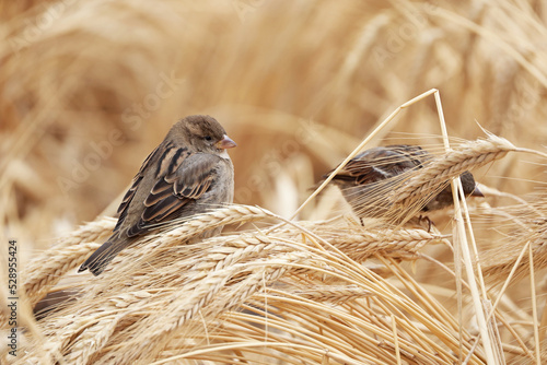 Sparrows sitting on ears of wheat on autumn field. Rural scene, background for harvest and agriculture photo