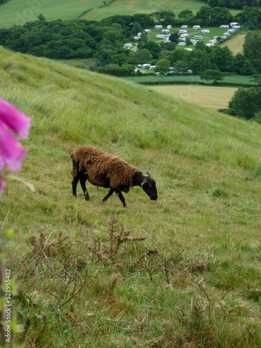 Vertical view of a finnsheep walking down the green slope photo