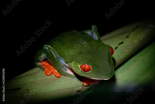 Frog in Braulio Carrillo National Park, Costa Rica photo