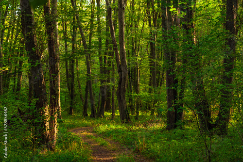 Fototapeta Naklejka Na Ścianę i Meble -  Path in the green dense summer forest