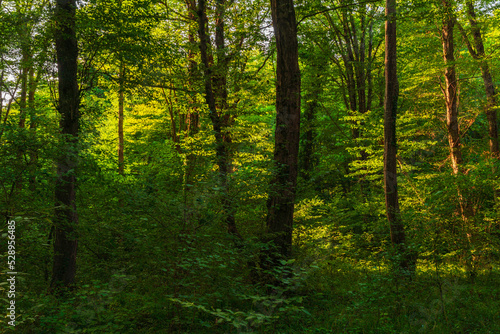 Sun beams through thick trees branches in dense green forest
