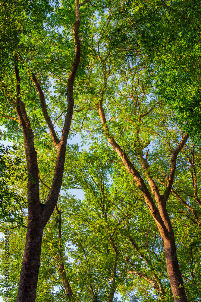 High branches of green trees
