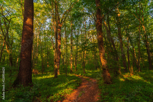 Path in the green dense summer forest © Vastram