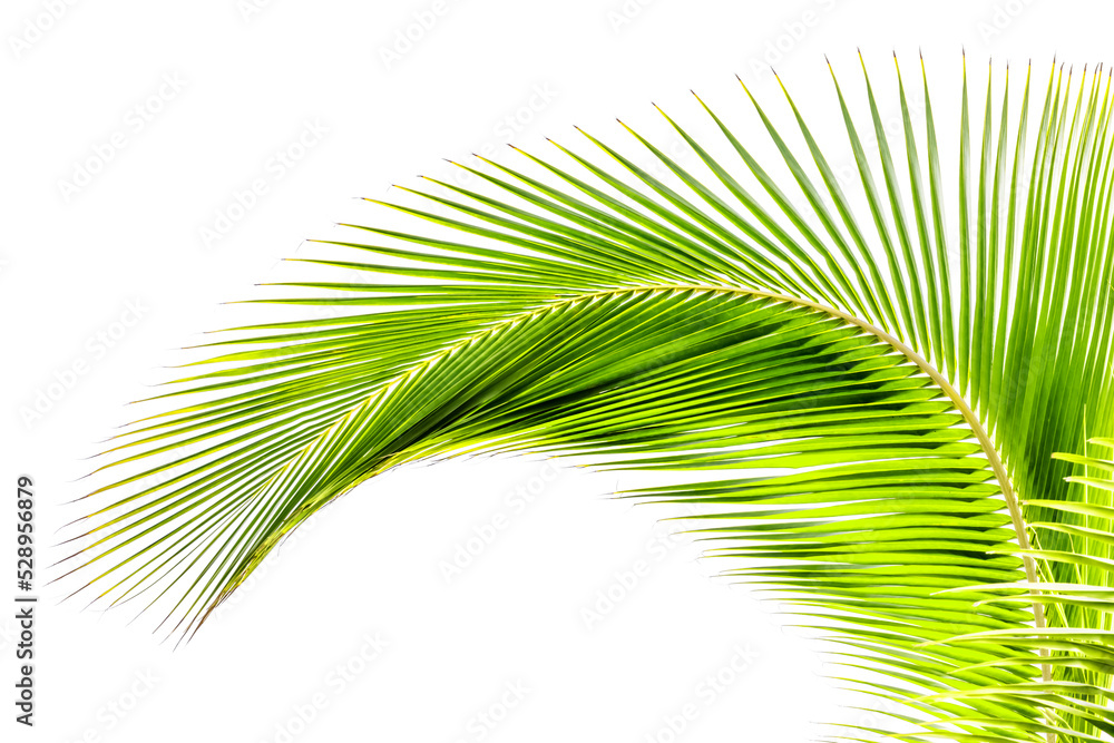 Fototapeta premium palme courbe sur fond blanc 