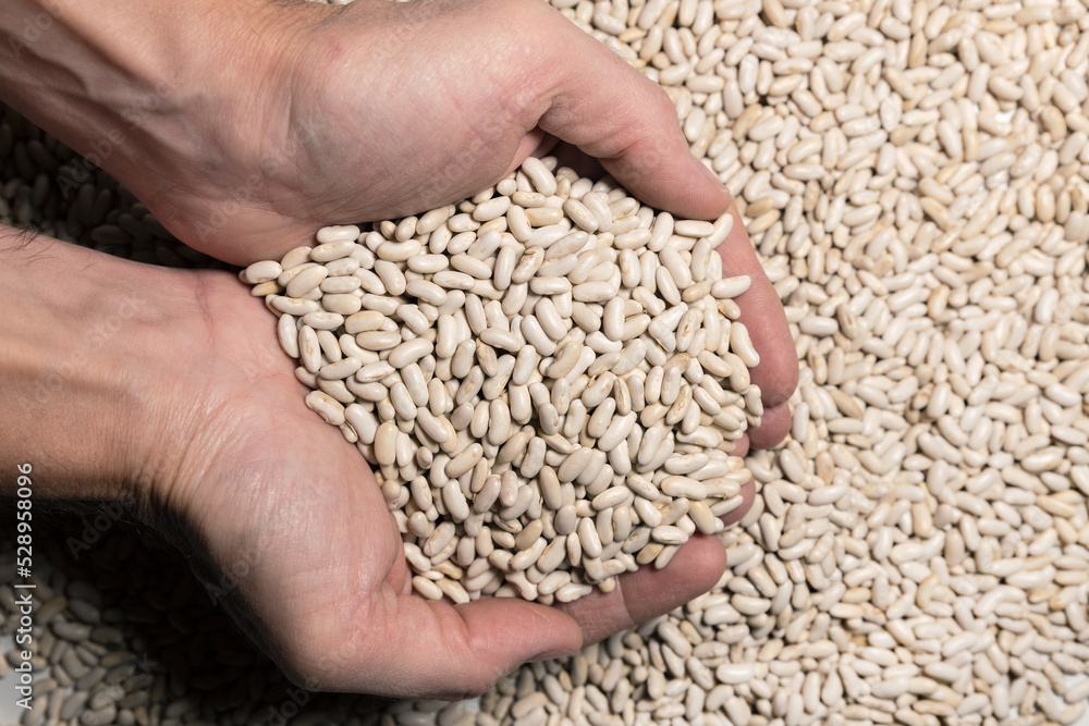 Bean seeds in the hands of a farmer. Healthy food. Collection, storage and preparation of seeds for planting. Organic background. Beans are a source of protein. Bean seeds in the hands of a farmer. Healthy food. Collection, storage and preparation of seeds for planting. Organic background. Beans are a source of protein.