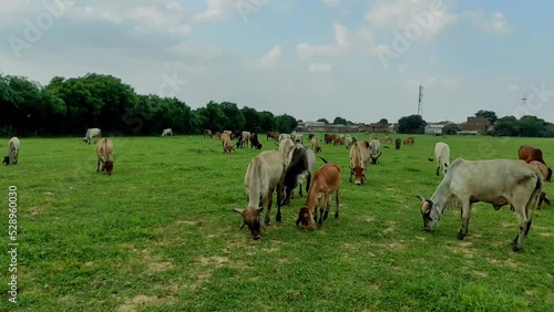 Cow grazing in a village farm in India Gujarat Ahemdabad Viramgam Zezra photo