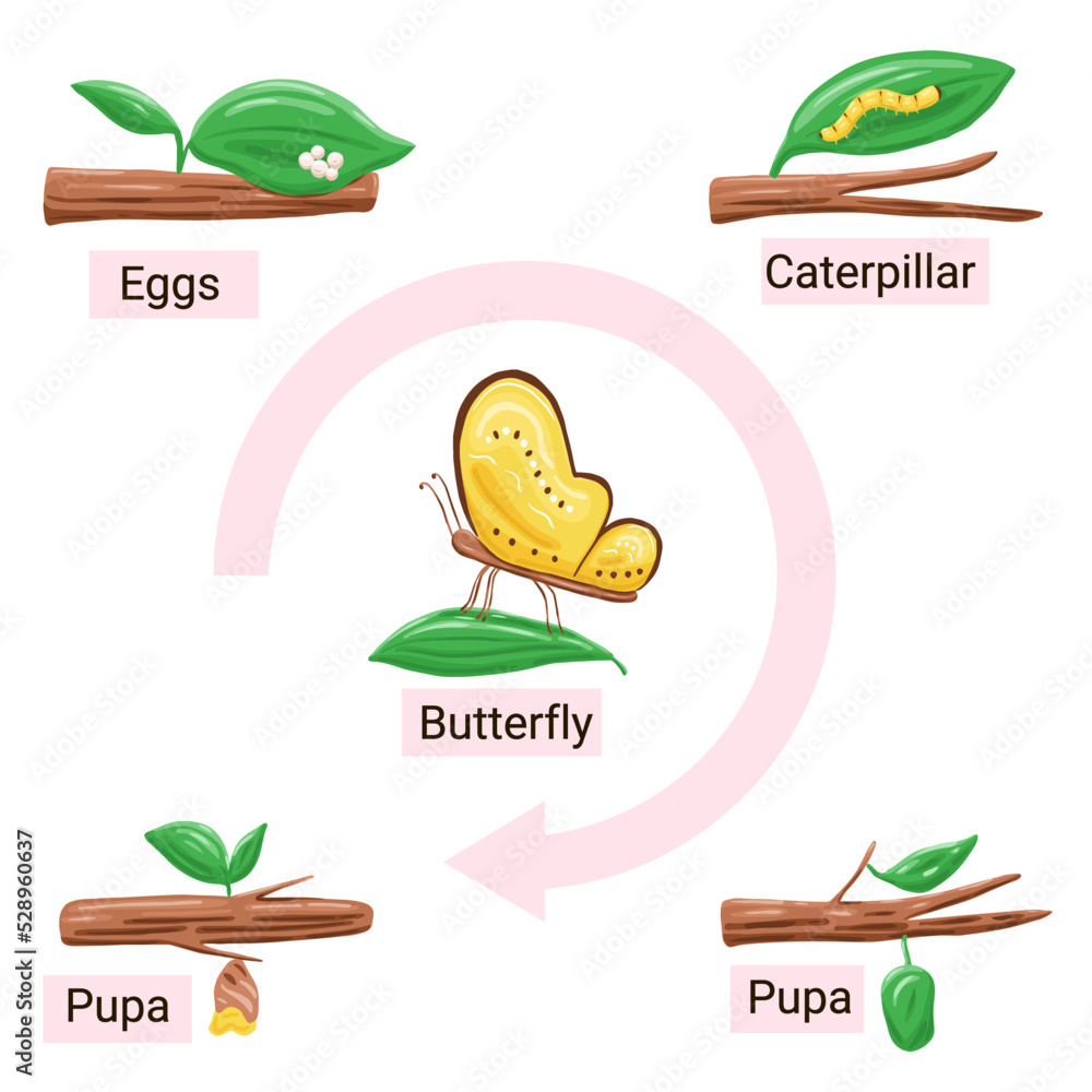 Butterfly life cycle metamorphosis diagram in cartoon style. Vector biology illustration Butterfly life cycle metamorphosis diagram in cartoon style. Vector biology illustration