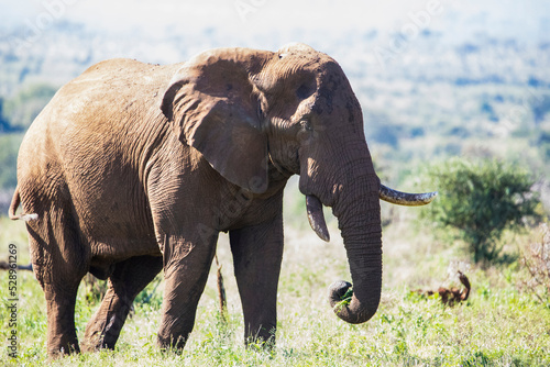 Portrait of an adult male African elephant specimen in the dense African savannah of South Africa, where he lives in the wild with the other species and is an attractive animal for safaris.