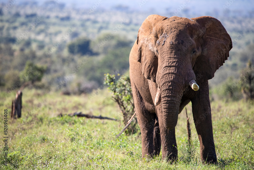Fototapeta premium Adult male African elephant with a huge trunk and ivory tusks in the African savannah in South Africa where he lives in the wildlife and is the attraction of safaris.