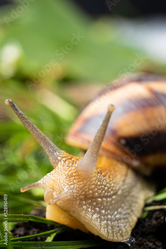 A large outdoors snail crawls on the ground in the grass and looks to the side.