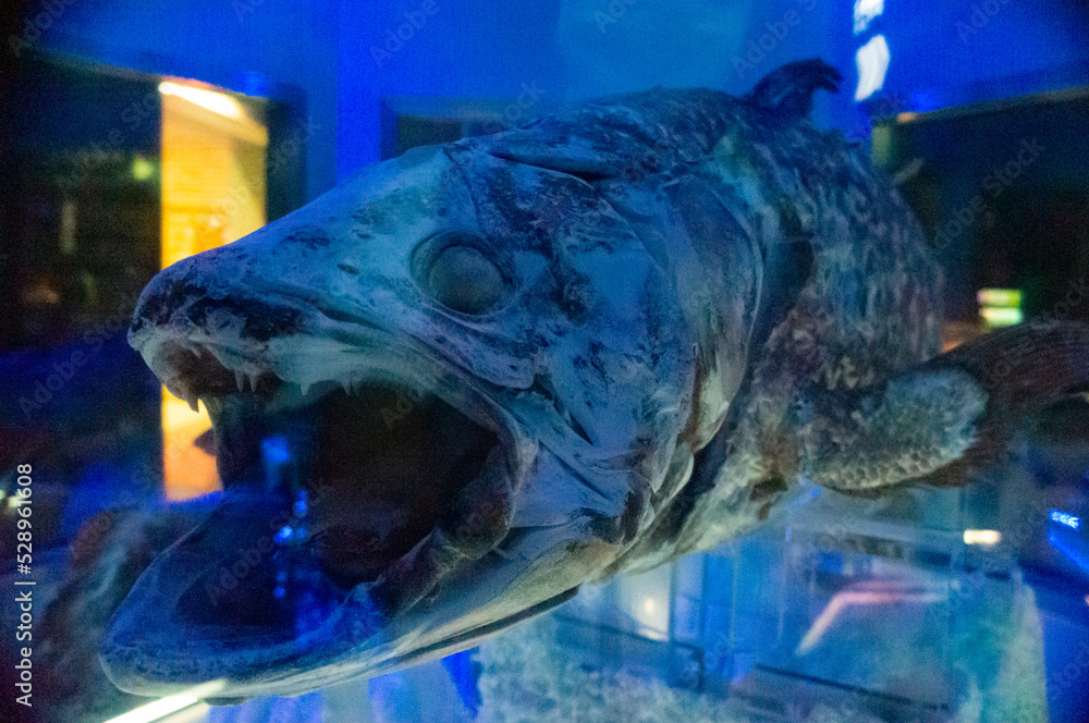 シーラカンス 深海魚水族館 Stock-Foto | Adobe Stock