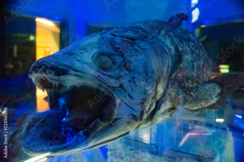 シーラカンス 深海魚水族館