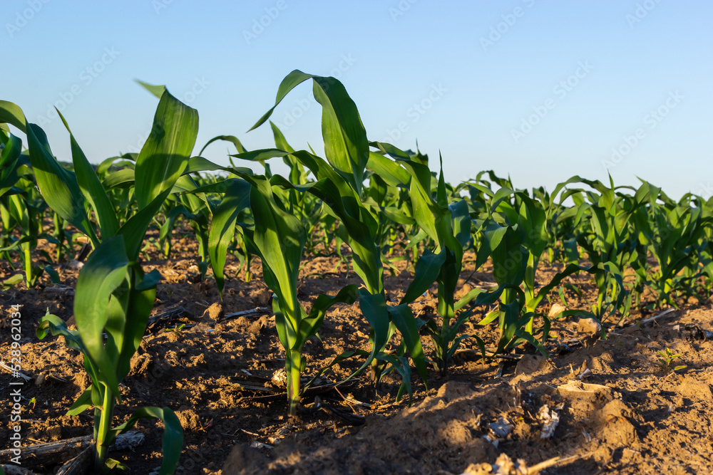 Naklejka premium Closeup of green corn sprouts planted in neat rows against a blue sky. Copy space, space for text. Agriculture