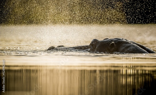 Fotografiet Common hippopotamus (Hippopotamus amphibius), or hippo lying in water