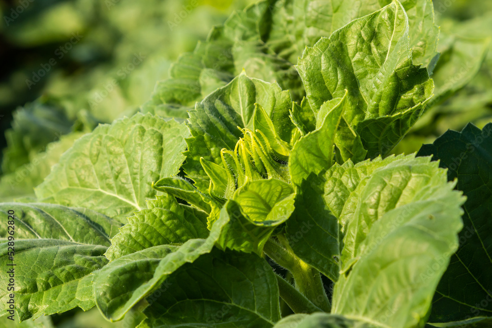 In the field, young sunflower using herbicides is protected from weeds In the field, young sunflower using herbicides is protected from weeds