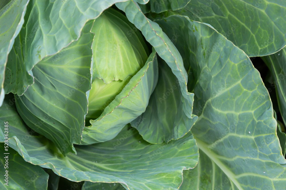 Obraz premium Cabbage grow in the garden. Agriculture. Healthy and healthy food for humans. The cultivation of cabbage
