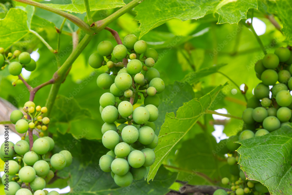 bunches of grapes. unripe grapes. vine and leaves. Green grapes. Grapevine with baby grapes and flowers - flowering of the vine with small grape berries bunches of grapes. unripe grapes. vine and leaves. Green grapes. Grapevine with baby grapes and flowers - flowering of the vine with small grape berries