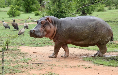 Hippopotamus walking in the green area with marabous in the background © Wirestock Creators