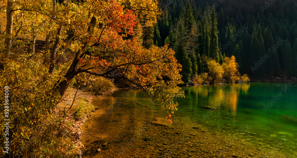 Picturesque tree with yellow autumn leaves on the shore of a mountain lake