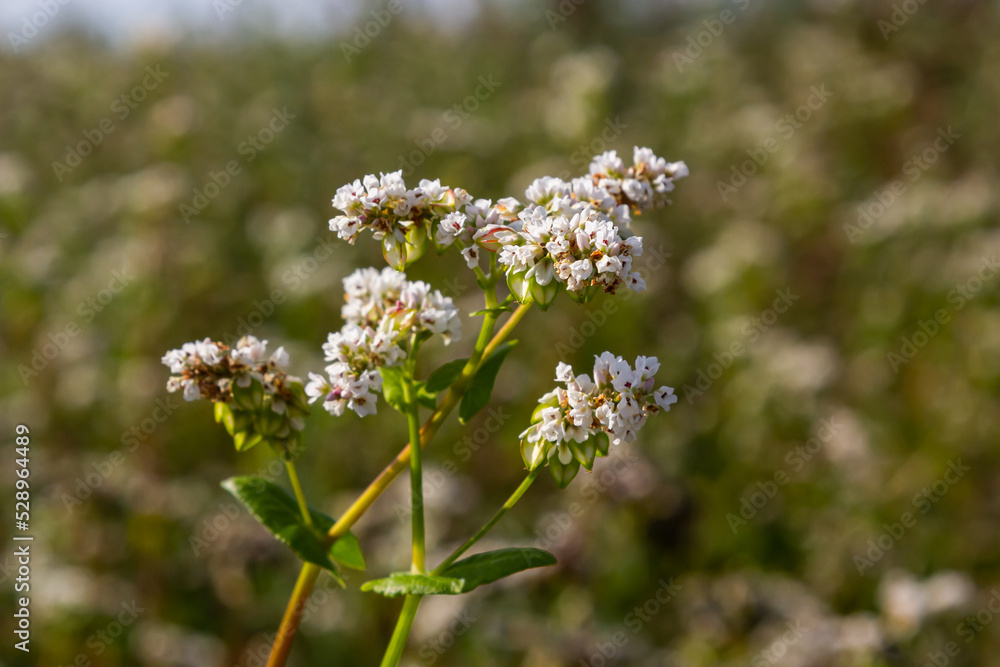 Blooming buckwheat Fagopyrum esculentum field in the rays of the summer sun, close-up Blooming buckwheat Fagopyrum esculentum field in the rays of the summer sun, close-up