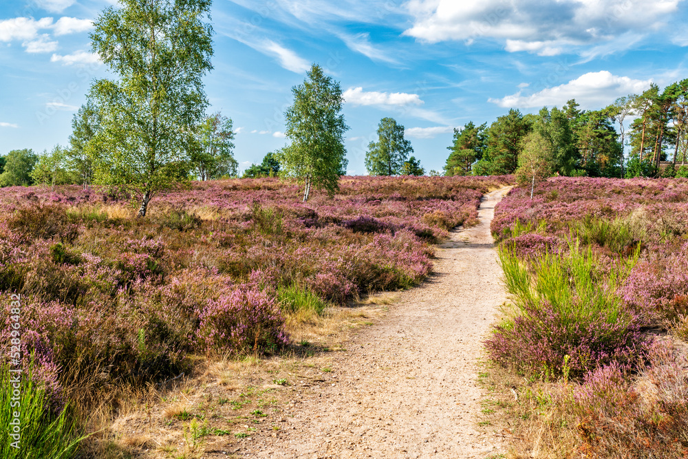 Obraz premium Sandweg in die Heide
